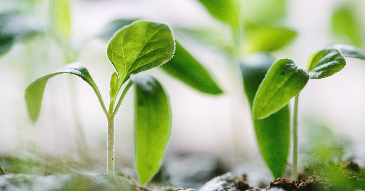 Luch green plants growing and thriving.