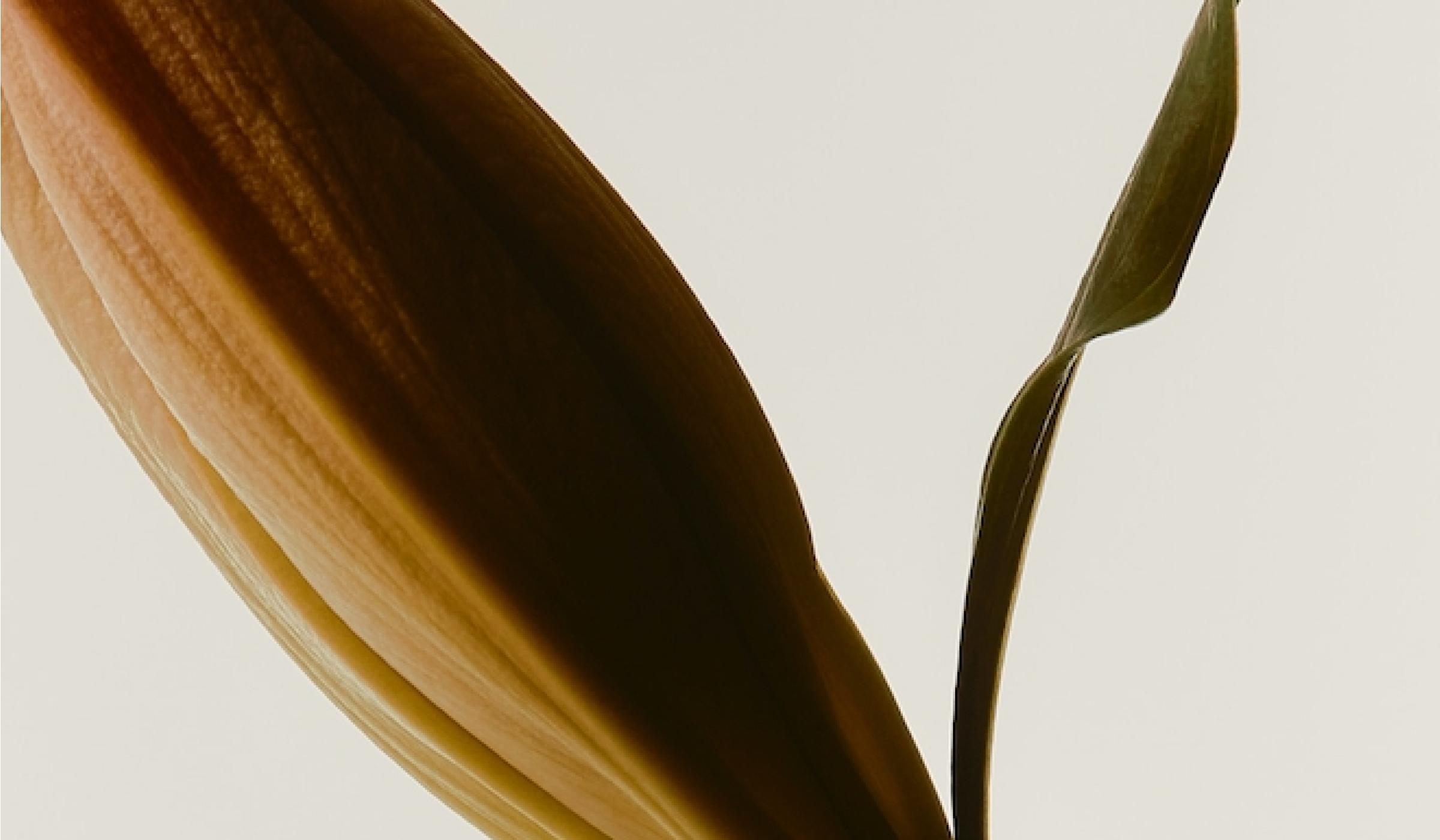Unlocking the potential of Composable Architecture with content modeling