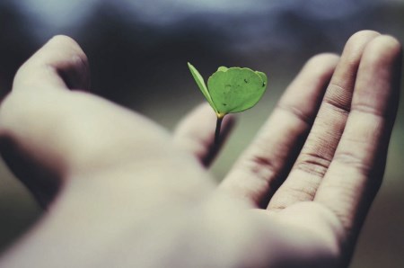 Person holding sprouting plant in palm of hand.