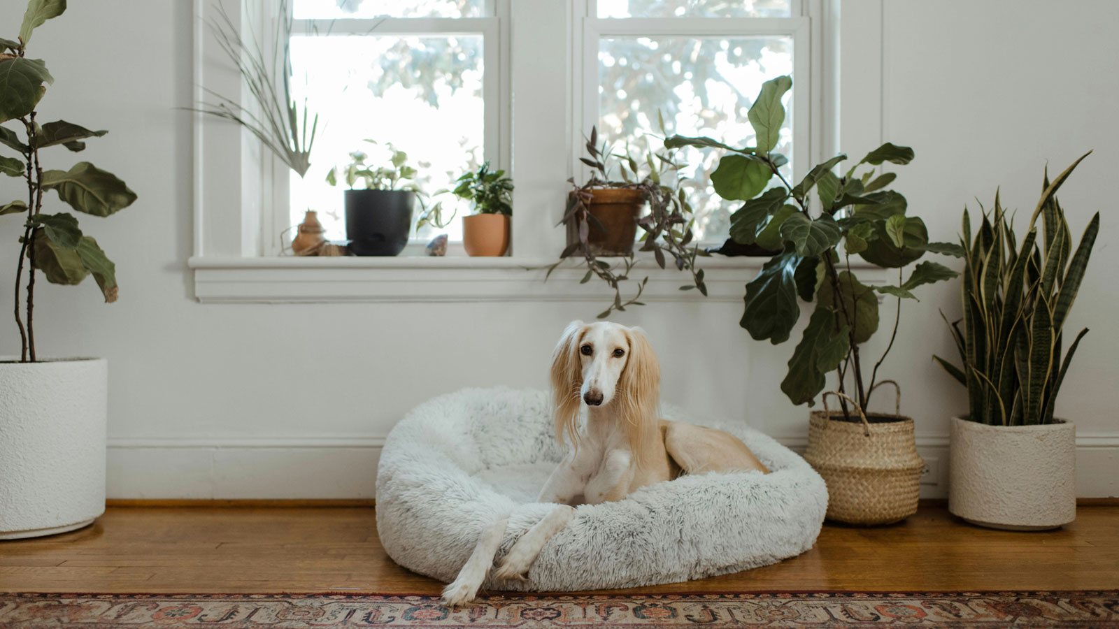 A cream Afghan Hound lounges in a fluffy dog bed, in a room with a wooden floor and house plants.