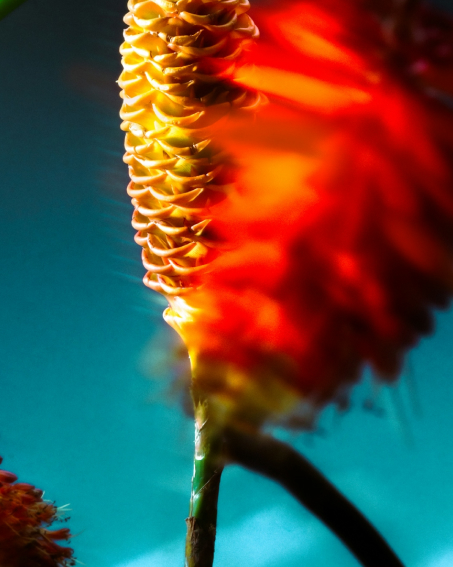 A tall yellow and red plant against a dark aqua background.
