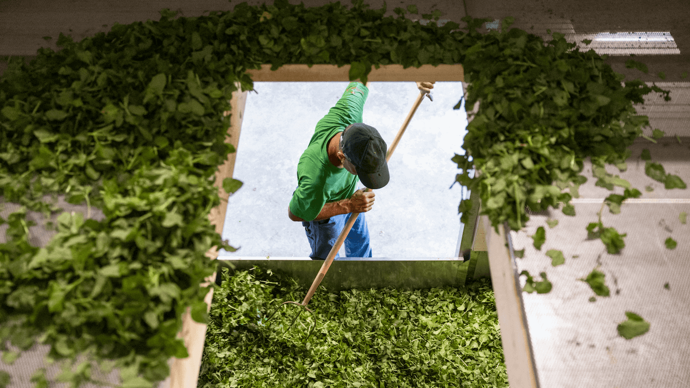 Farmer who is sorting herbs