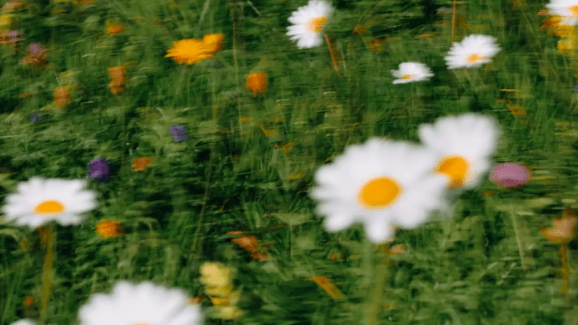 blurry flowers