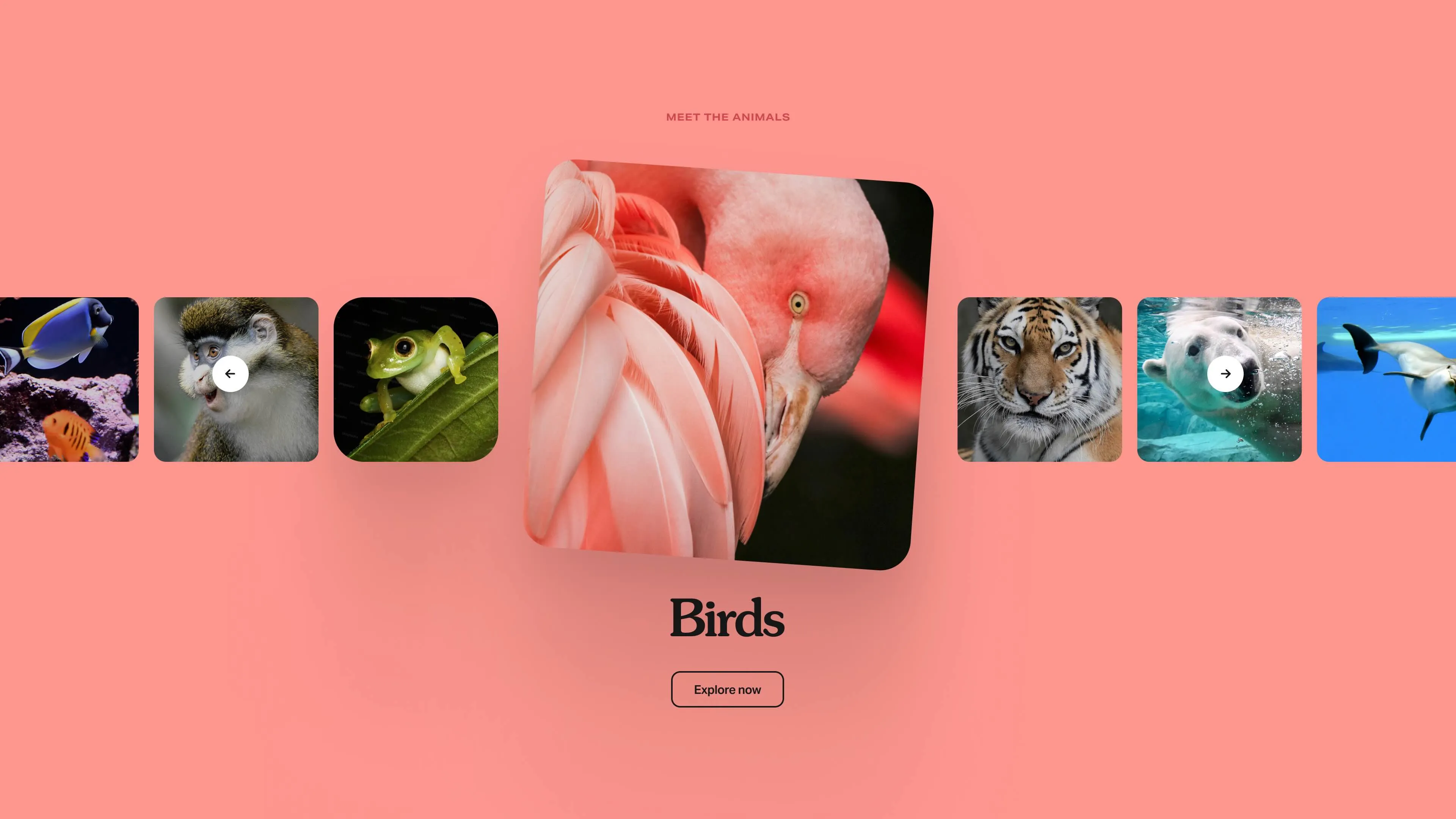 Meet the Animals - Brookfield Zoo